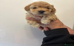 Toy Poodle dogs for sale: 🤩 4 stunning toy poodles 🤩 - Image 2
