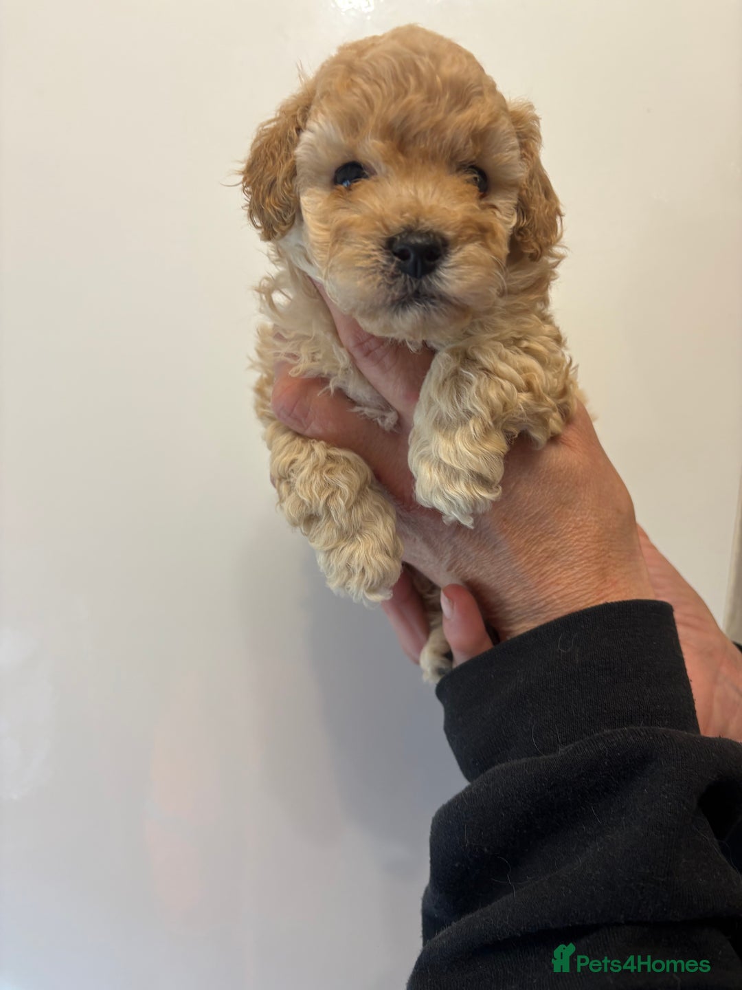 Toy Poodle dogs for sale: 🤩 4 stunning toy poodles 🤩 - Image 2