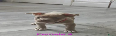 American Bully Puppy 8
