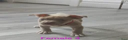 American Bully dogs for sale: 💎Elite Lilac Tri Pocket Bullies AKBC registered💎 - Advert 27