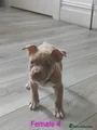 American Bully Puppy 8