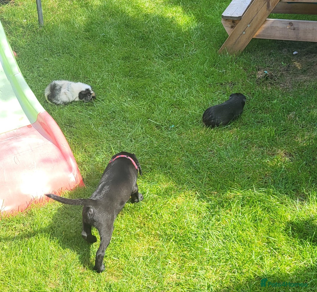 Mixed Breed dogs for sale: Very friendly Beagador called poppy - Advert 9