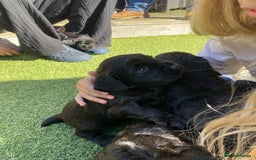 Cocker Spaniel dogs for sale: Beautiful working Cocker spaniel puppies  - Image 4