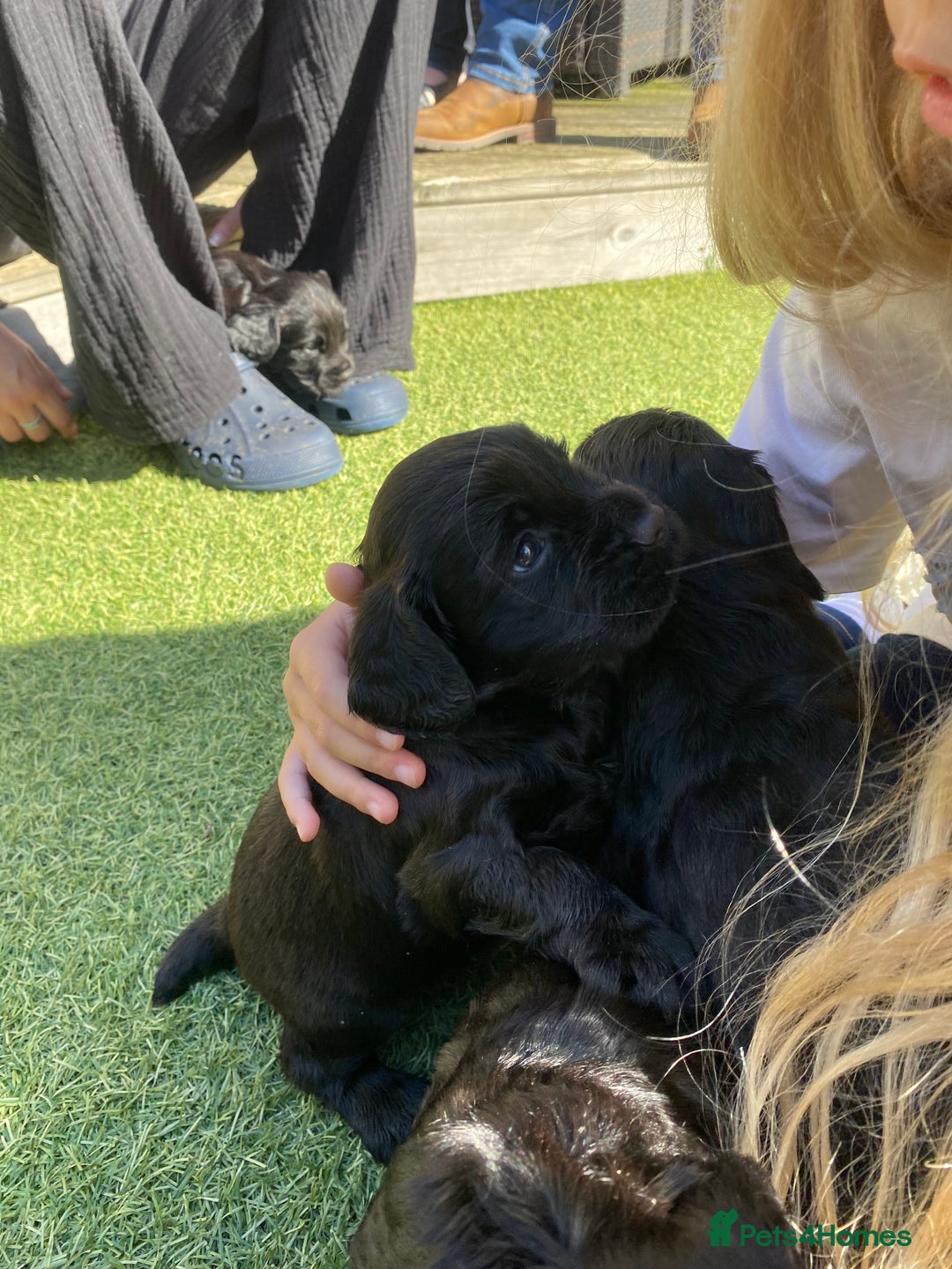 Cocker Spaniel dogs for sale: Beautiful working Cocker spaniel puppies  - Image 4
