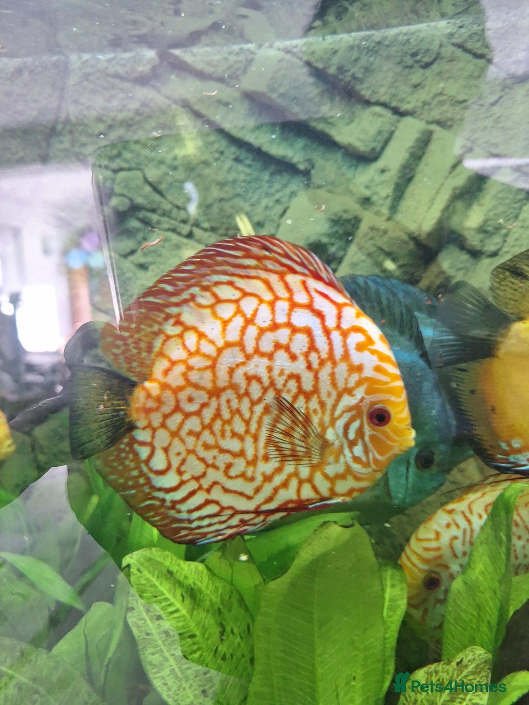 Discus fish for sale: Discus,  Well grown discus fish  - Image 3