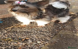 Biewer Terrier dogs for stud: Purebred Pedigree Biewer Terrier Proven Stud in Merthyr Tydfil - Image 21