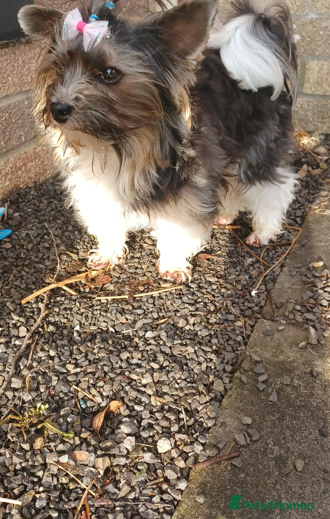 Biewer Terrier dogs for stud: Purebred Pedigree Biewer Terrier Proven Stud in Merthyr Tydfil - Advert 21