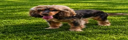 Cocker Spaniel dogs for sale: ✨Show cocker spaniel puppies✨ - Advert 3