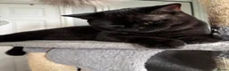 Mixed Breed cats for sale: 6 beautiful kittens  - Advert 3