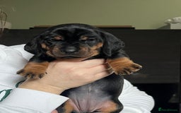 Dachshund dogs for sale: Standered dachunds. Only 2 remain - Image 6