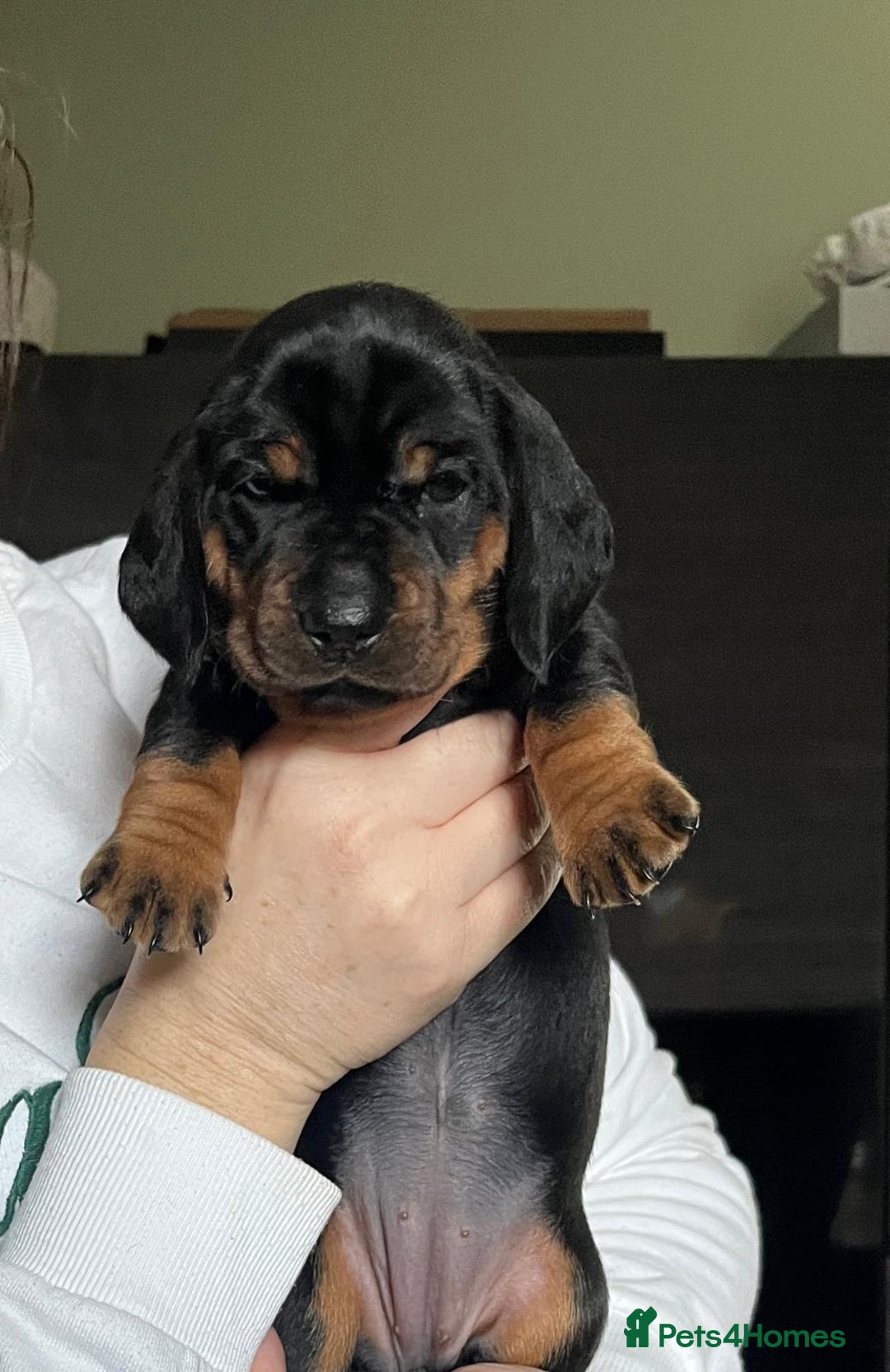 Dachshund dogs for sale: Standered dachunds. Only 2 remain - Image 6