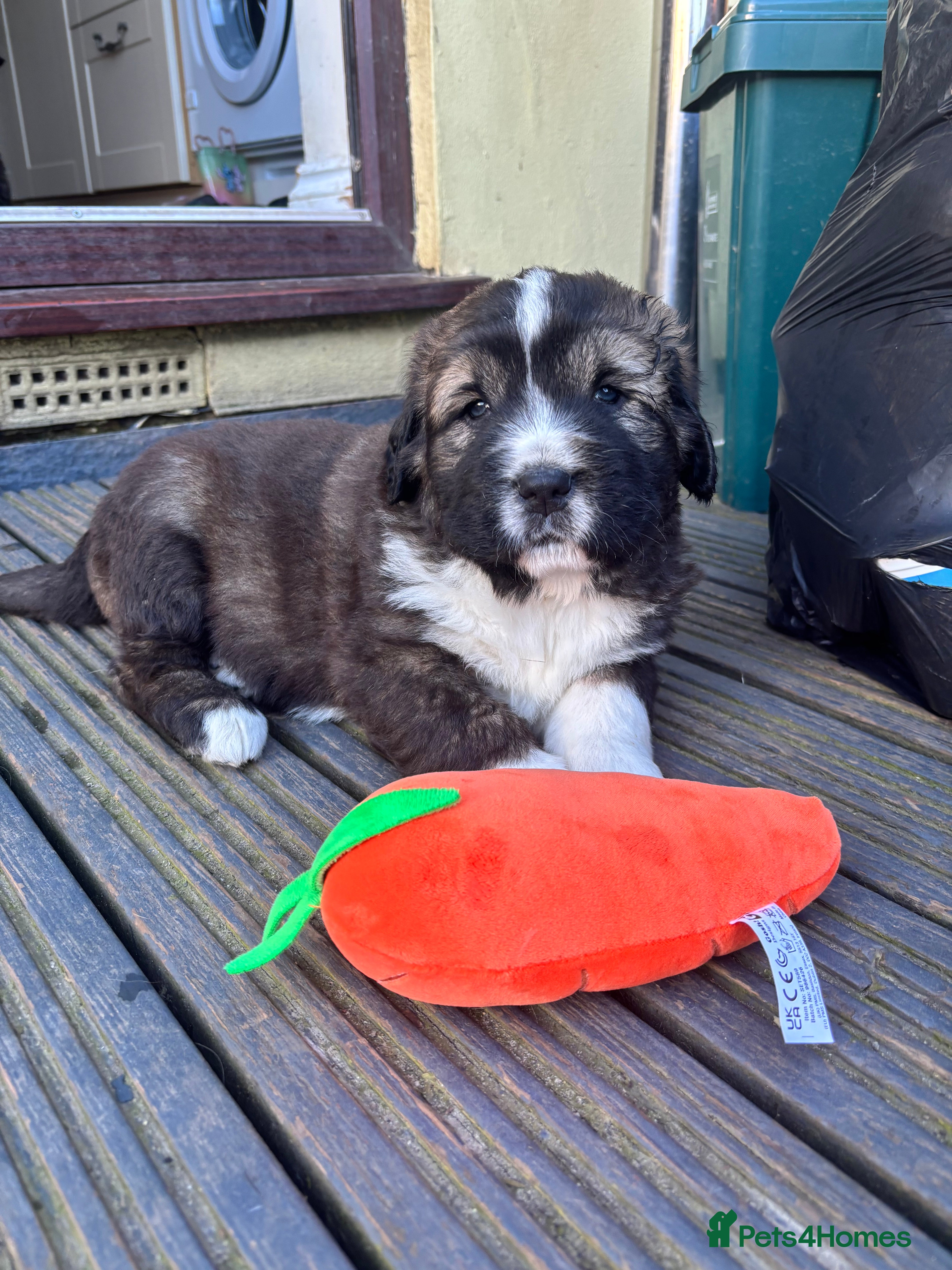 Mixed Breed dogs Irish wolfhound x Caucasian Shepherd puppies  - Advert 17