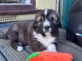 Mixed Breed dogs Irish wolfhound x Caucasian Shepherd puppies - Advert 1
