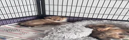 Shetland Sheepdog dogs for sale: Beautiful sable Shetland sheepdog puppies  - Advert 8
