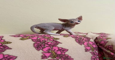 Devon Rex cats - Advert 16