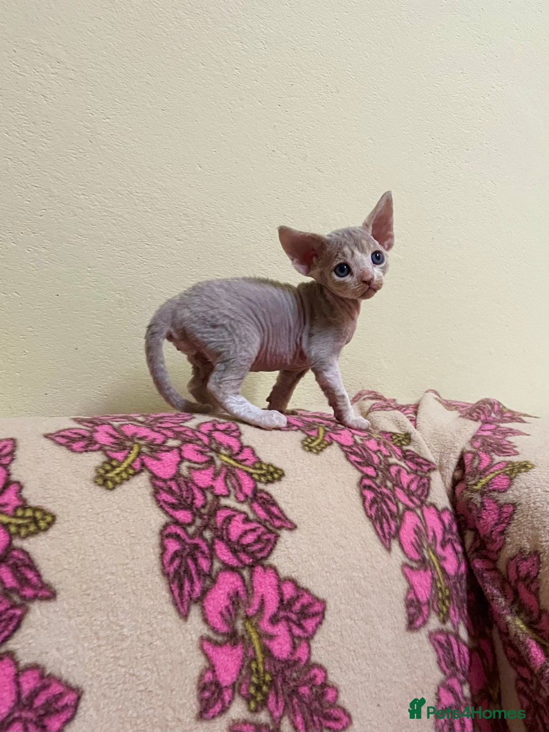 Adorable pure Devon Rex kittens for sale in Hastings Pets4Homes