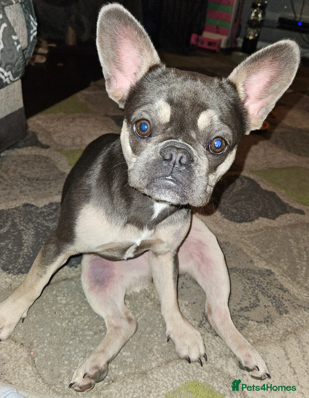 French Bulldog dogs for sale: Lilo for sale - Advert 8