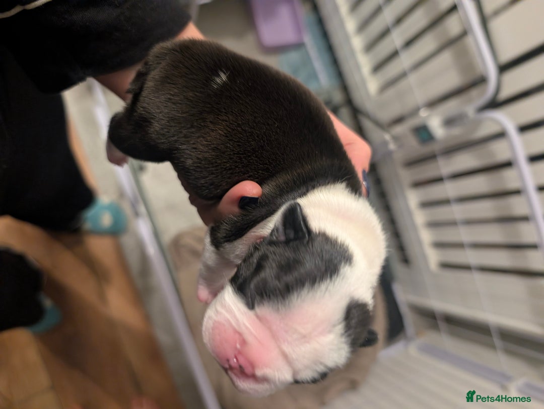 Boston Terrier dogs for sale: KC registered BOSTON TERRIER PUPPIES  - Image 12