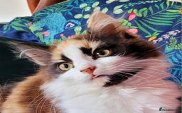 Mixed Breed cats for sale:  Rare Cinnamon Calico girl  - Advert 2