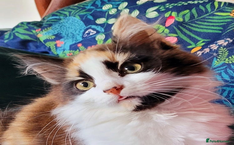 Mixed Breed cats  Rare Cinnamon Calico girl  - Advert 4