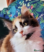 Mixed Breed cats Rare Cinnamon Calico girl - Advert 11