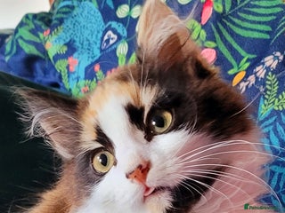 Mixed Breed cats Rare Cinnamon Calico girl - Advert 16