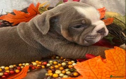 English Bulldog dogs for sale: Isabella and tri English bulldog puppy’s  - Image 14