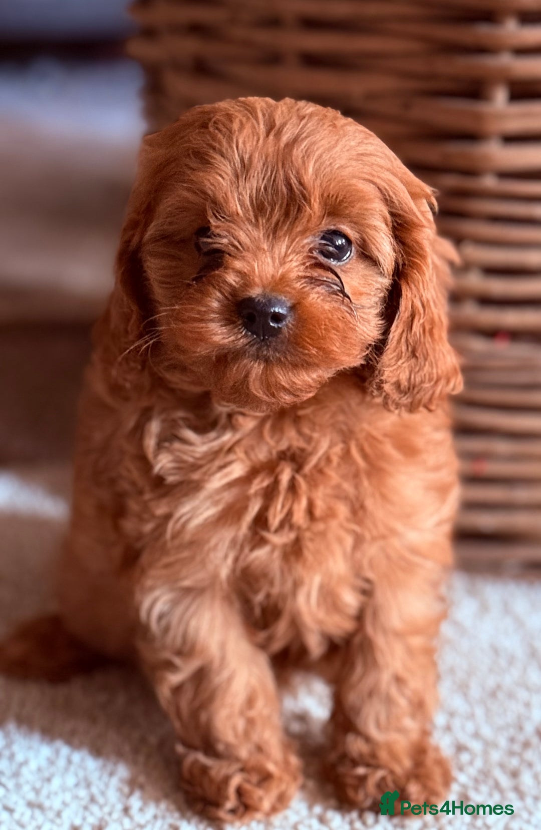 Cavapoo dogs for sale: Outstanding F1 Cavapoo Pups - Image 6
