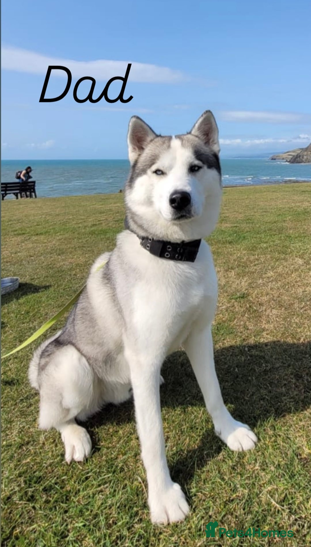 Siberian Husky dogs for sale: Beautiful Siberian Husky Puppies Ready to Reserve - Advert 8