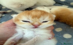 British Shorthair cats for sale: GCCFreg BSH & BLH Chocolate & Black Golden Kittens - Image 13