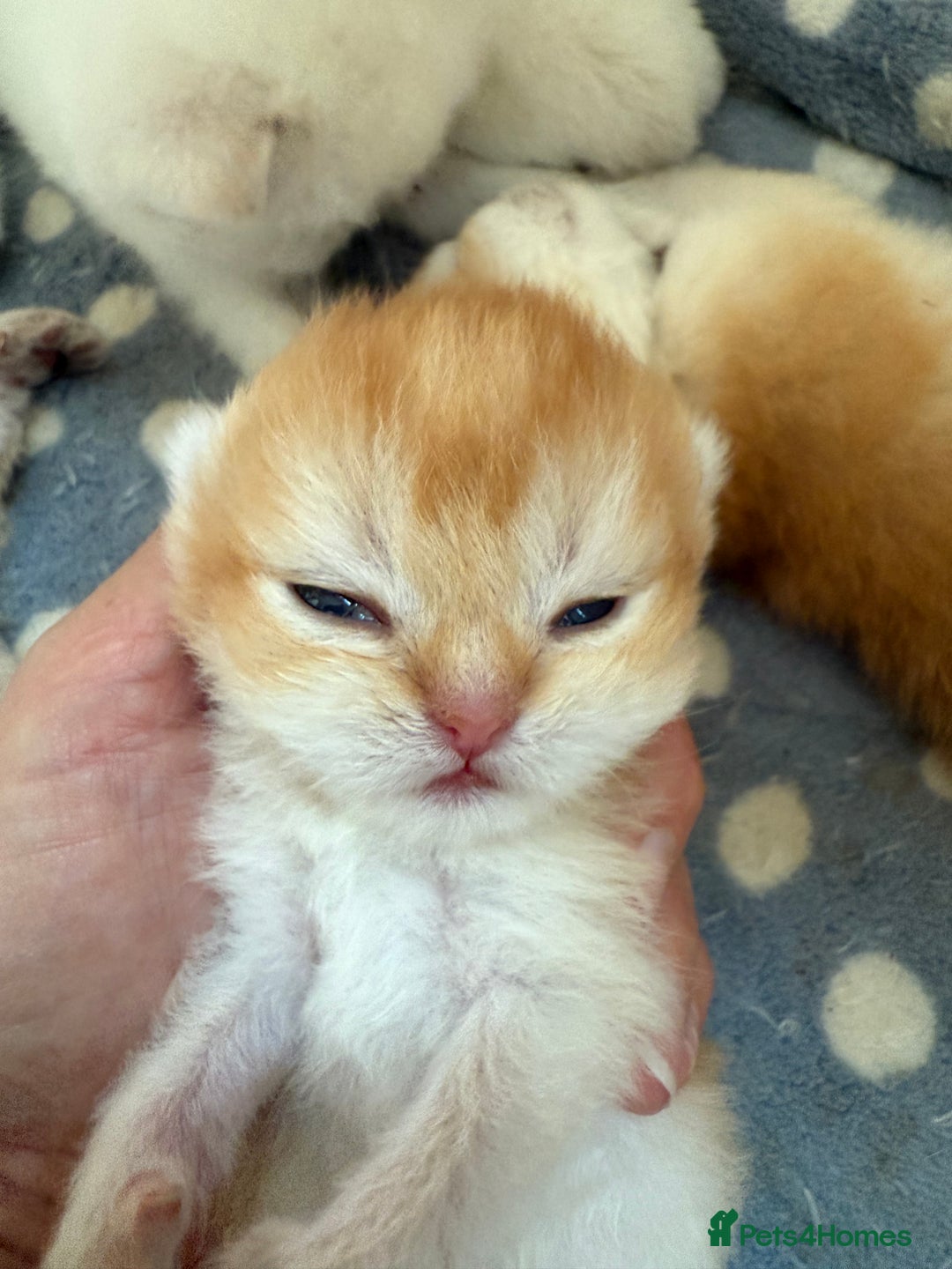 British Shorthair cats for sale: GCCFreg BSH & BLH Chocolate & Black Golden Kittens - Image 13