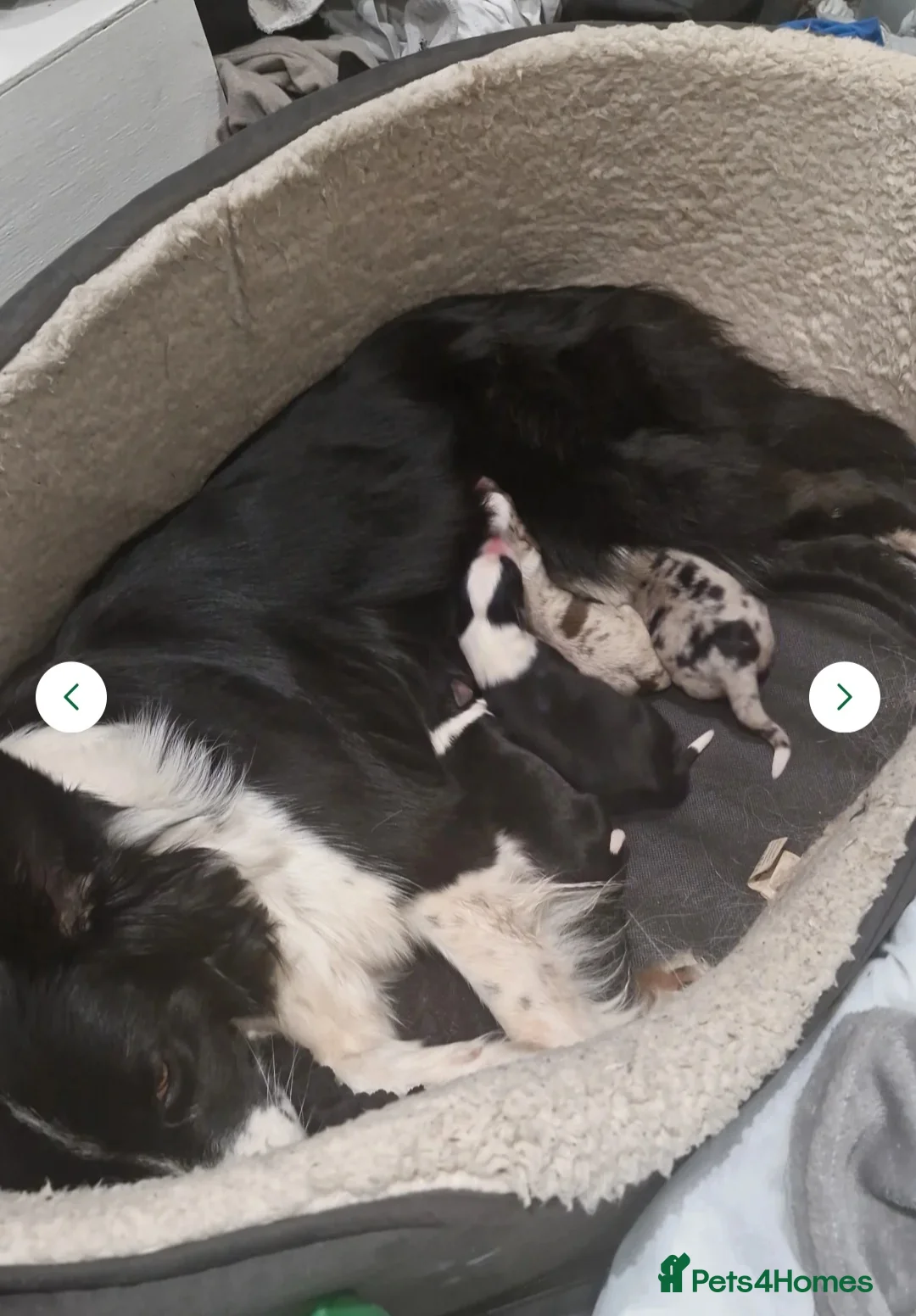 Border Collie dogs for stud: *proven* health tested working merle border collie in Leeds - Advert 33