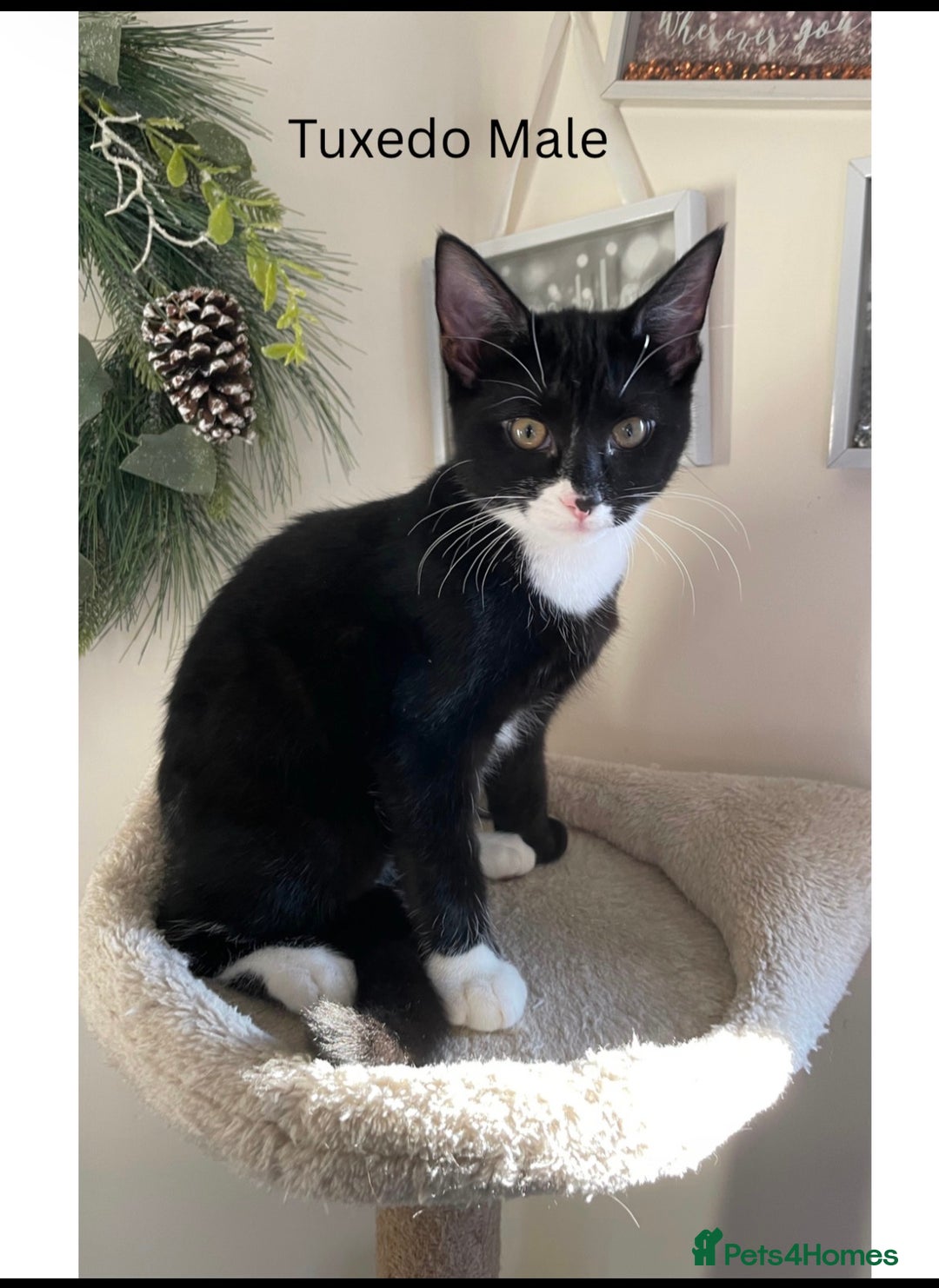 Mixed Breed cats for sale: Adorable 5 mixed breed kitties  - Advert 1