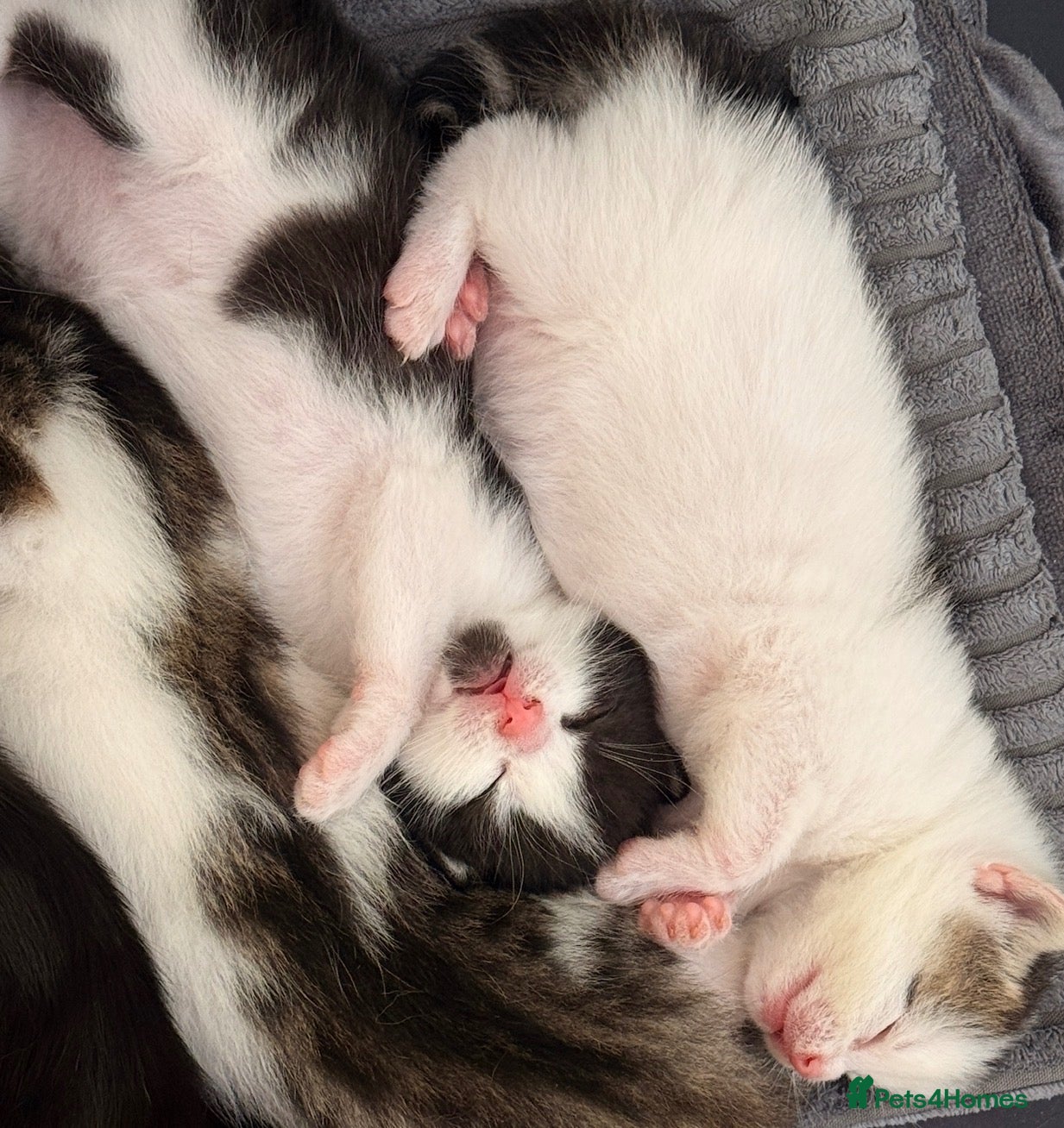 Mixed Breed cats READY TO COLLECT TODAY! Cutie family kittens  - Advert 1