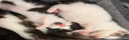 Mixed Breed cats for sale: READY TO COLLECT TODAY! Cutie family kittens  - Advert 1