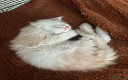 Maine Coon cats for sale: Stunning championship Maine coons for sale - Image 4