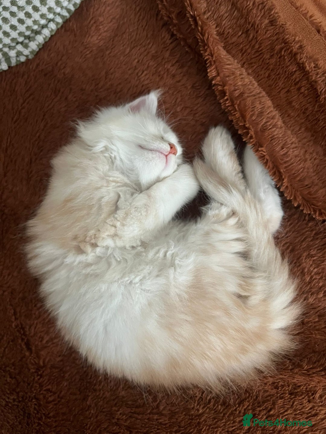 Maine Coon cats for sale: Stunning championship Maine coons for sale - Image 4
