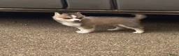 Pomsky dogs for sale: 6 beautiful pomsky 3 girls 3 boy ready to leave  - Advert 27