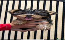 Yorkshire Terrier dogs for sale: Stunning tiny boy  - Image 6