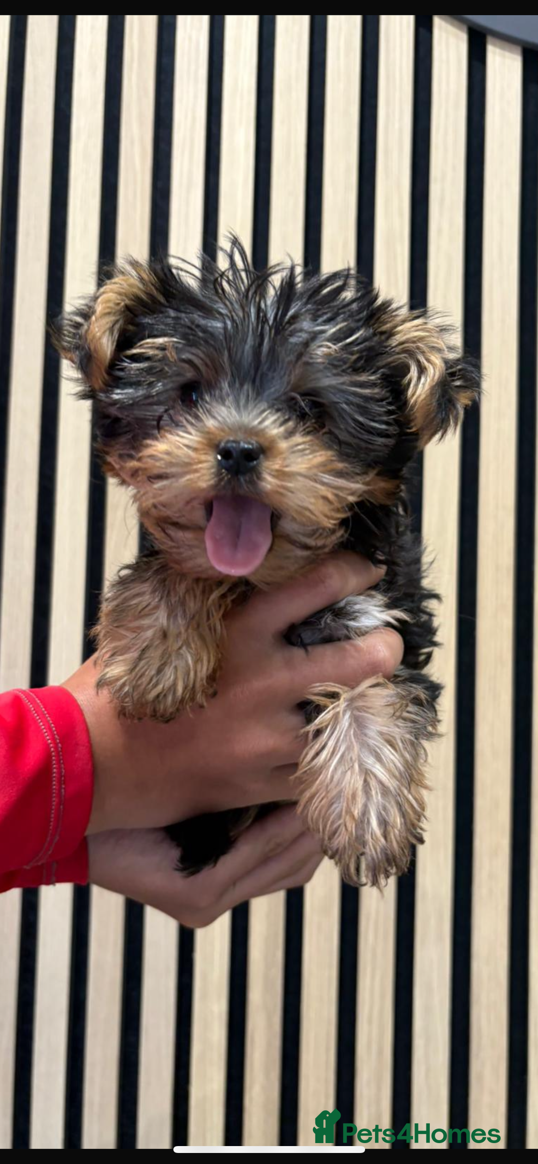 Yorkshire Terrier dogs for sale: Stunning tiny boy  - Image 6