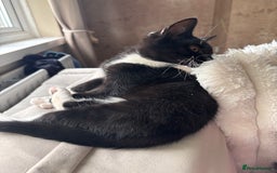 Domestic Shorthair cats for sale: This is okja a lovley cat  - Image 3