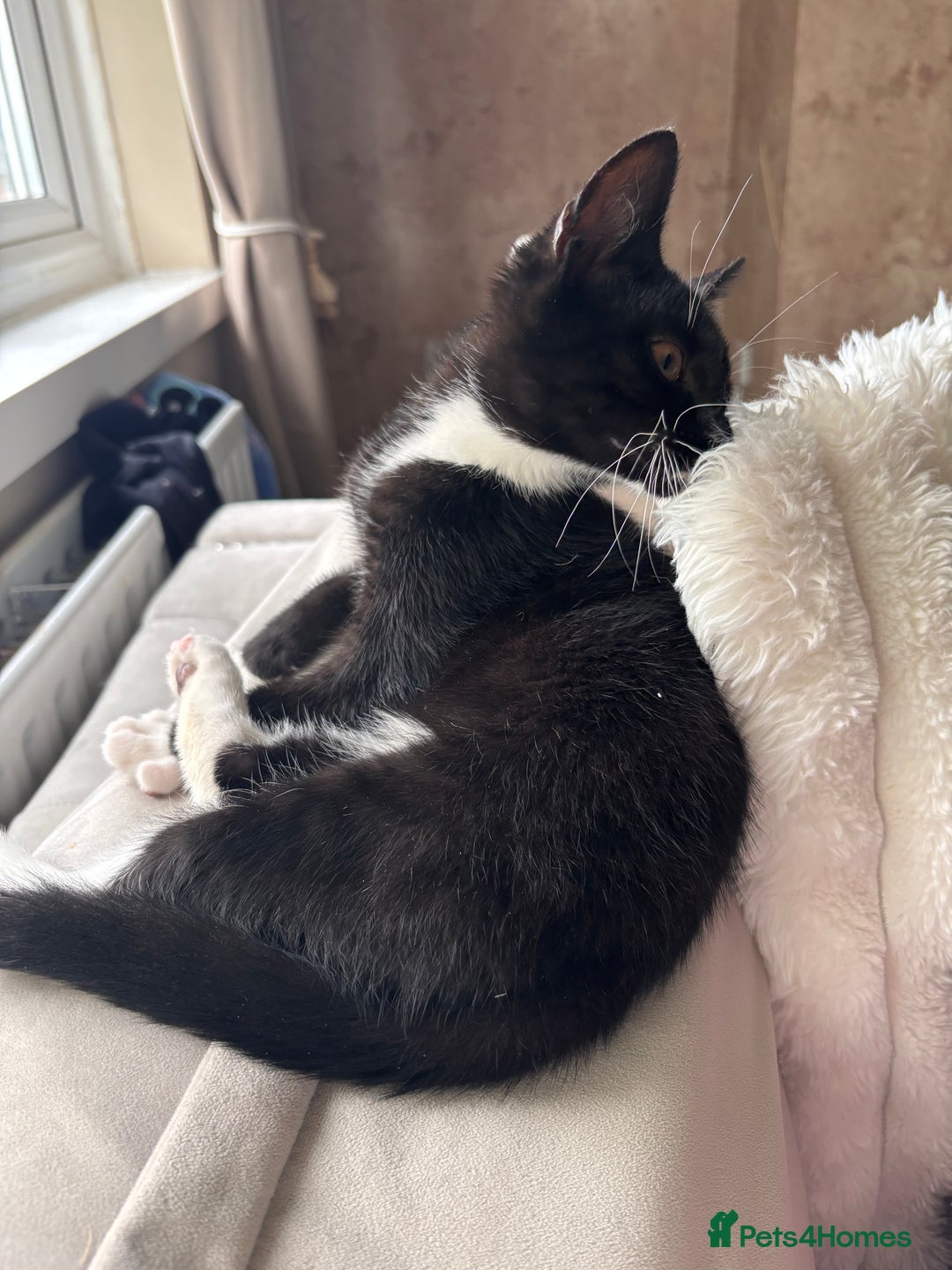 Domestic Shorthair cats for sale: This is okja a lovley cat  - Image 3