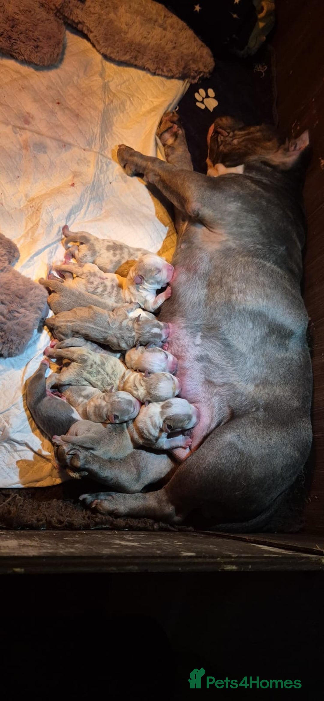 American Bully dogs for sale: 🐾 ABKC Registered Micro/Pocket Bully Puppies! 🐾 - Image 2