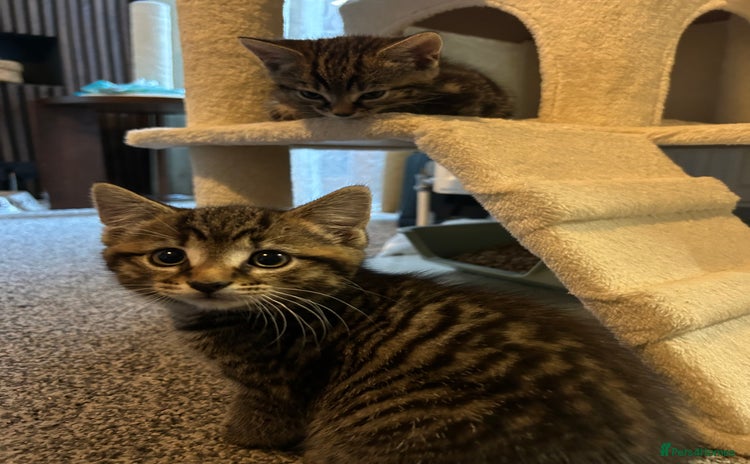 Mixed Breed cats - Advert 5