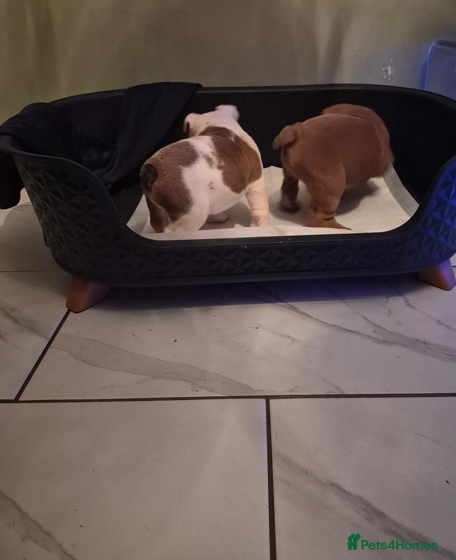 English Bulldog dogs **Licensed English Bulldog Girl Available Kc** - Advert 2