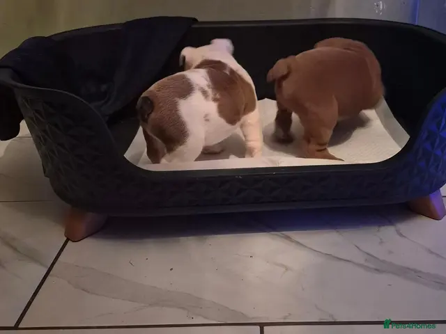 English Bulldog dogs for sale: **Licensed English Bulldog Girl Available Kc** - Advert 2
