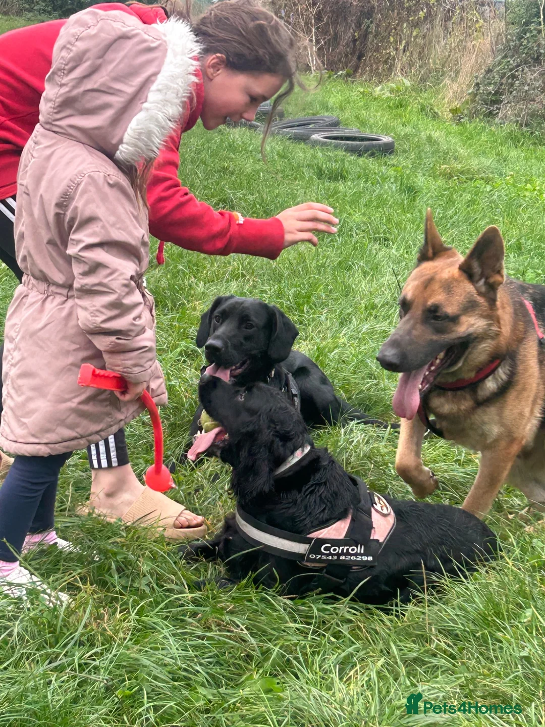 Mixed Breed dogs for sale: Gus almost 3 years  - Advert 12