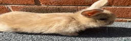 Mini Lop rabbits for sale: STUNNING PURE BREED MINI LOPS  - Advert 5