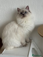 Ragdoll cats RAGDOLL KITTENS and ACTIVE GIRL in Manchester - Advert 12