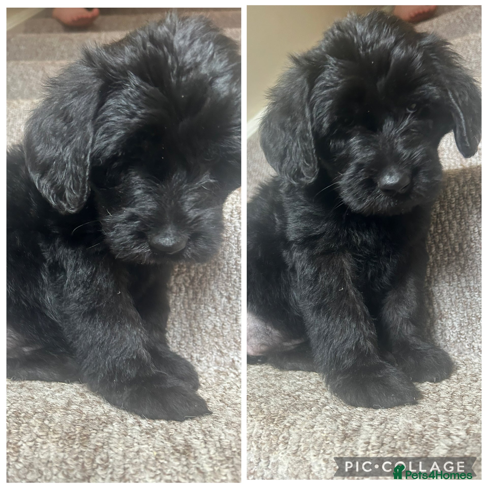 Labradoodle dogs F1 labradoodle puppy’s for sale 💙❤️ - Advert 5
